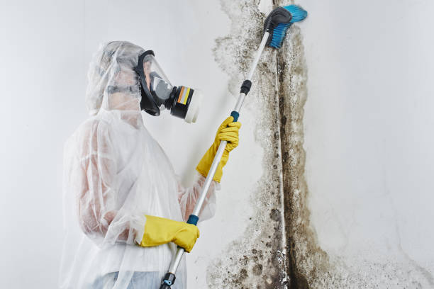 Best Attic Mold Removal  in Winnemucca, NV