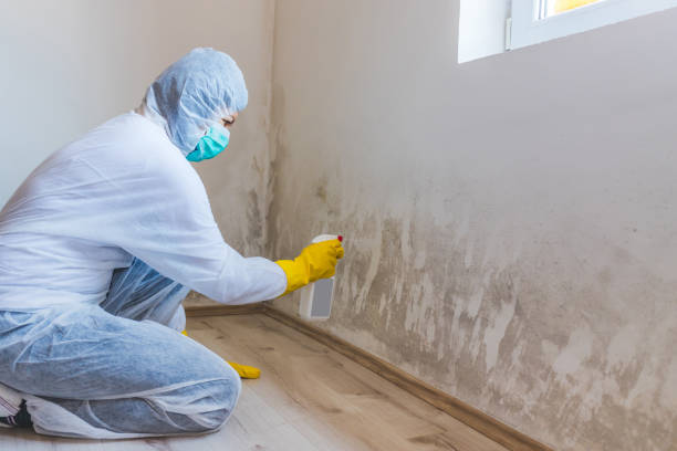 Mold Removal Process in Winnemucca, NV