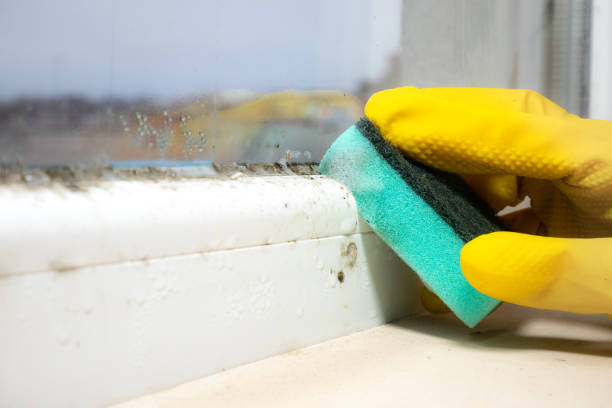 Home Mold Removal in Winnemucca, NV