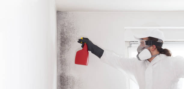 Best Certified Mold Removal  in Winnemucca, NV