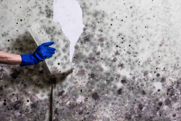 Best Professional Mold Removal  in Winnemucca, NV