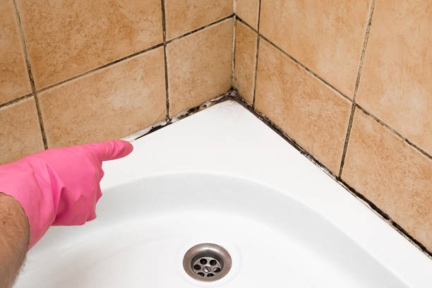 Best Commercial Mold Removal  in Winnemucca, NV