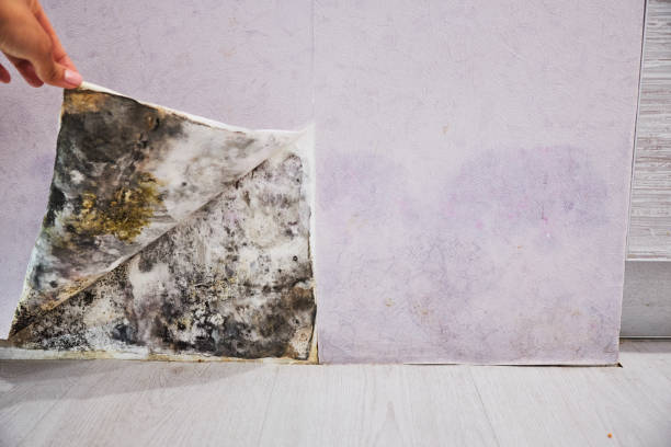 Best Office Mold Removal Services  in Winnemucca, NV